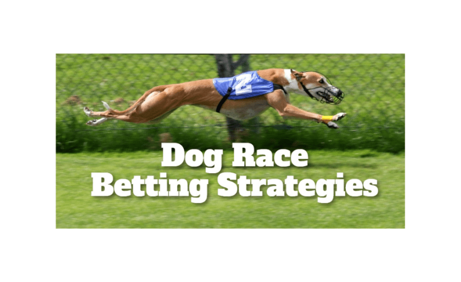 How To Bet On Dog Racing Strategy?