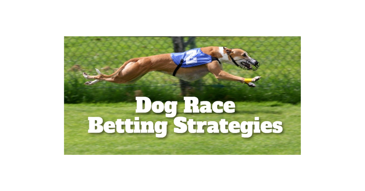 How To Bet On Dog Racing Strategy?