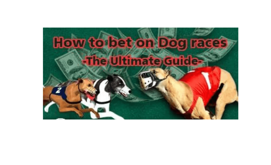 How To Bet On Dog Races?