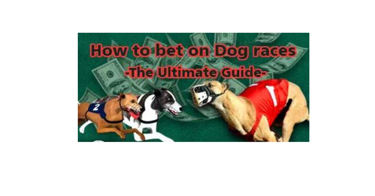 How To Bet On Dog Races?