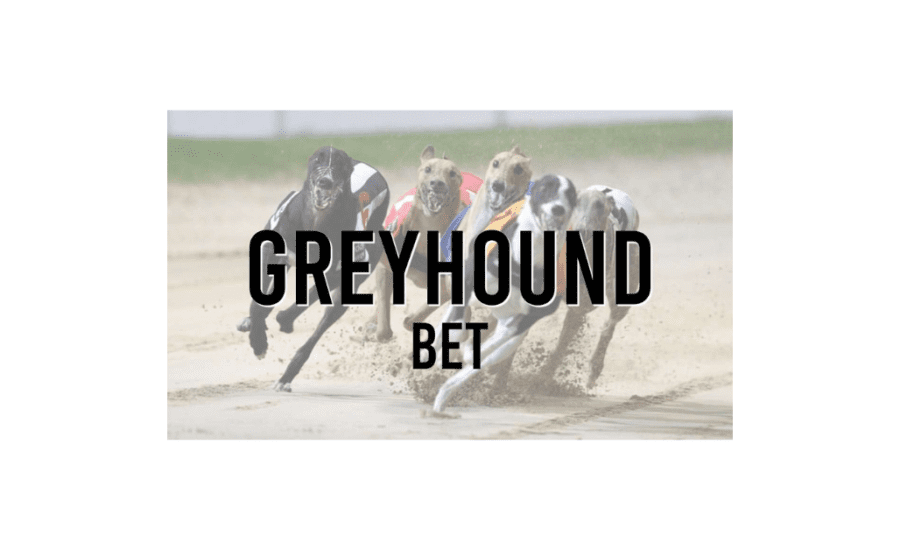 How To Win Greyhound Betting?