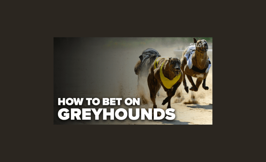 How To Bet On Greyhound Racing?