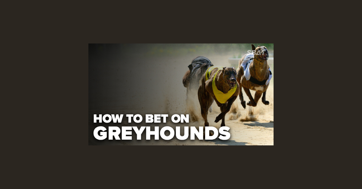 How To Bet On Greyhound Racing?