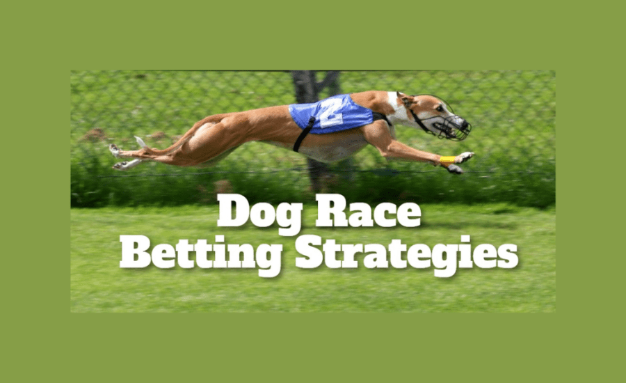 How To Bet On Dog Racing Tips?