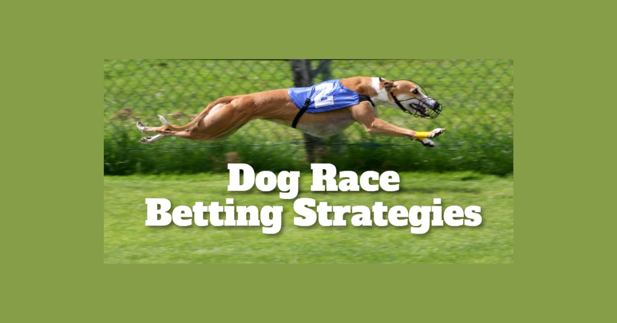 How To Bet On Dog Racing Tips?