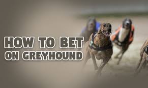 How To Bet On Greyhounds?