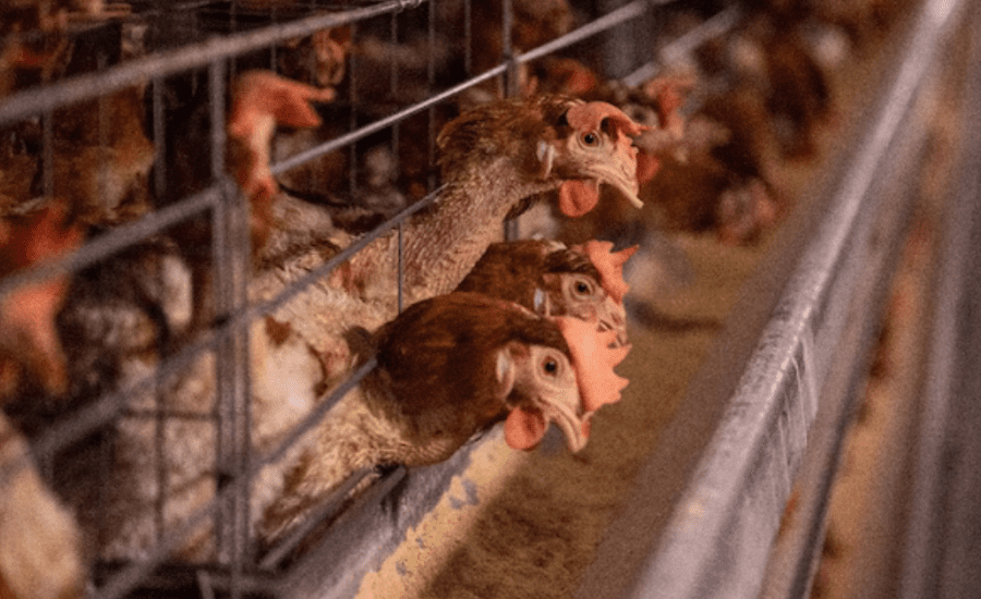 Bird flu jumps to humans: Experts warn of Covid-like pandemic