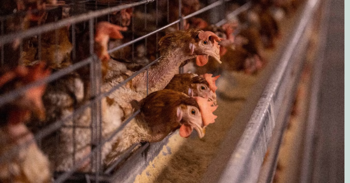 Bird flu jumps to humans: Experts warn of Covid-like pandemic