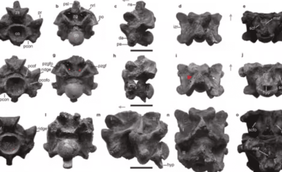 Fossils found in Gujarat’s Kutch may belong to largest snake ‘Vasuki’, 15m long: Study