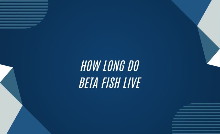 How Long Do Beta Fish Live