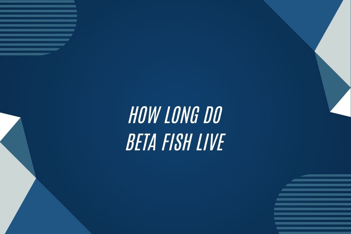 How Long Do Beta Fish Live